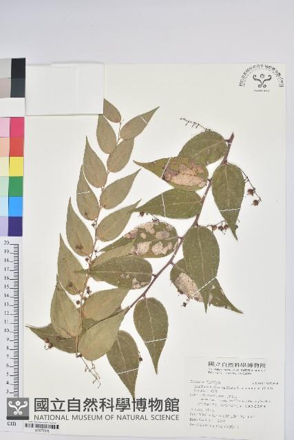 白珠樹藏品圖，第1張