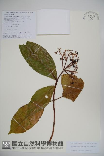 水紅木藏品圖，第1張