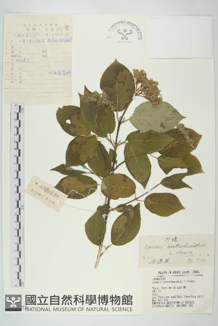 沙棶藏品圖，第1張