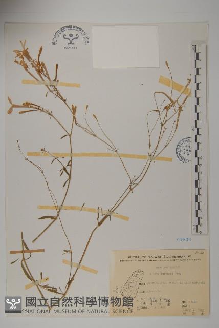 蠅子草藏品圖，第1張