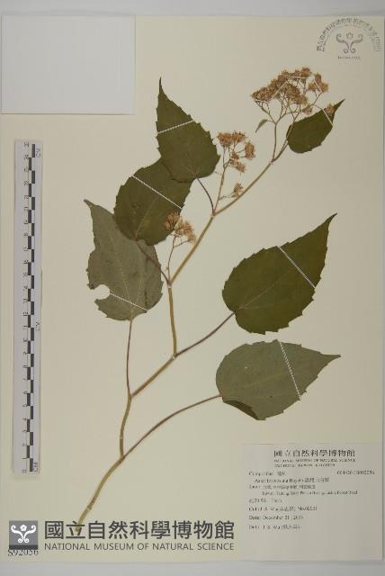 臺灣山白蘭藏品圖，第1張