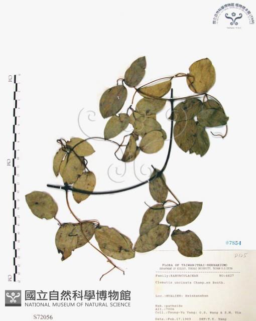 柱果鐵線蓮藏品圖，第1張