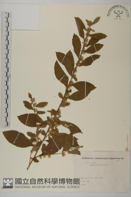 天名精藏品圖，第1張