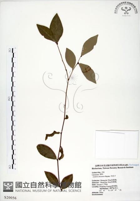 內苳子藏品圖，第1張