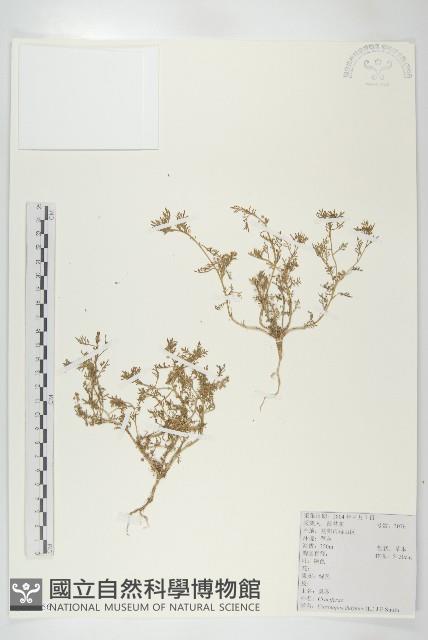 臭濱芥、臭薺藏品圖，第1張
