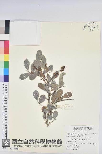 細葉饅頭果藏品圖，第1張