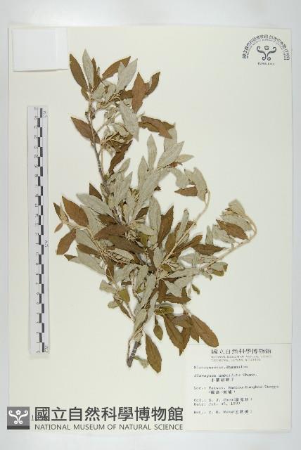 小葉胡頹子藏品圖，第1張