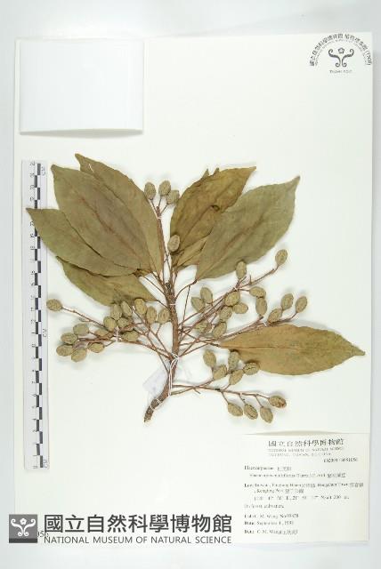 繁花薯豆藏品圖，第1張