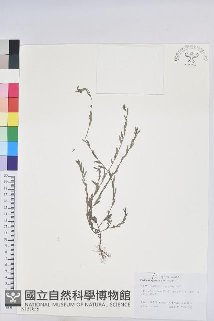 蜜柑草藏品圖，第1張