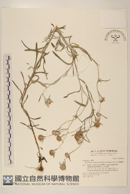 分枝鼠麴草藏品圖，第1張