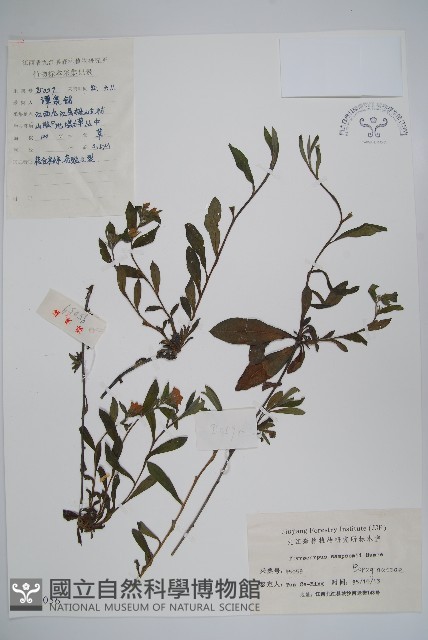 盾果草藏品圖，第1張