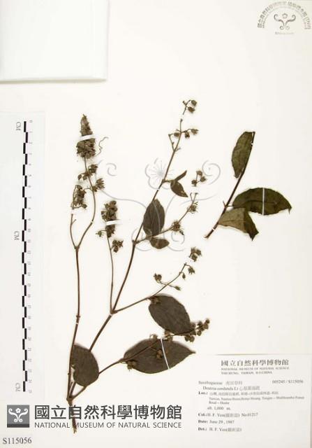 心基葉溲疏藏品圖，第1張