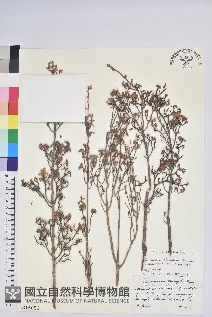 百果香杜鵑花藏品圖，第1張