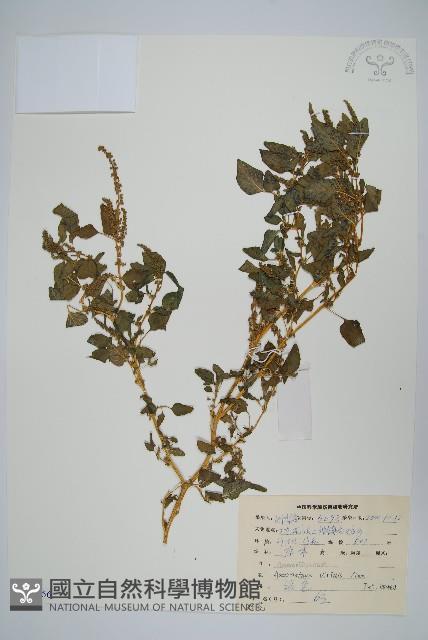 野莧菜藏品圖，第1張