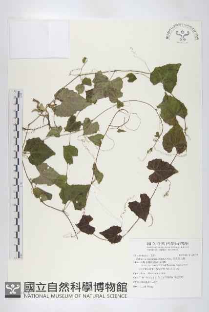 黑果馬交兒藏品圖，第1張