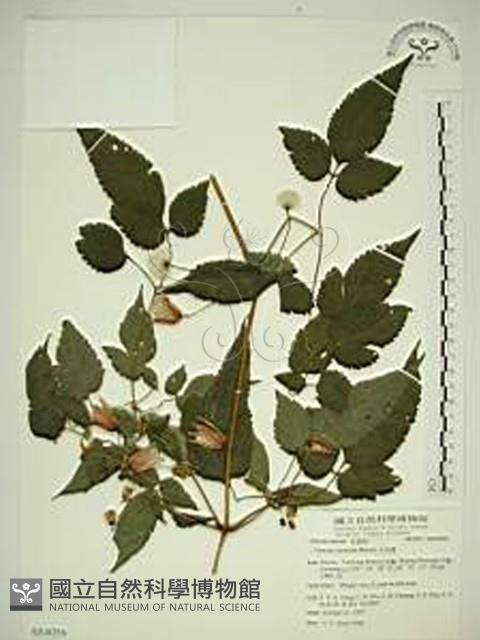 小木通藏品圖，第1張