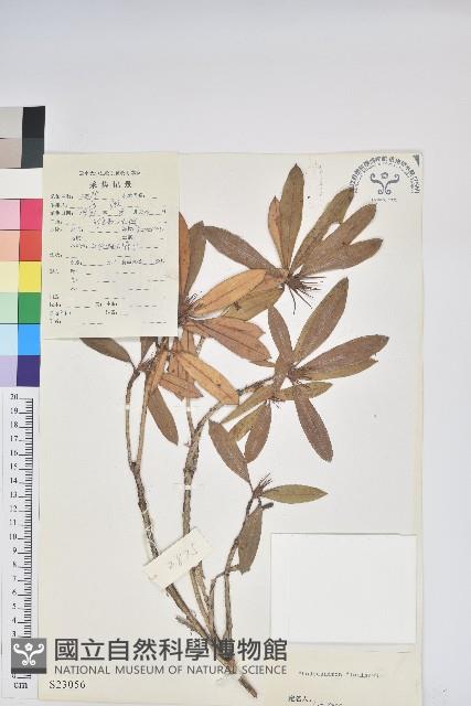 綿毛杜鵑藏品圖，第1張