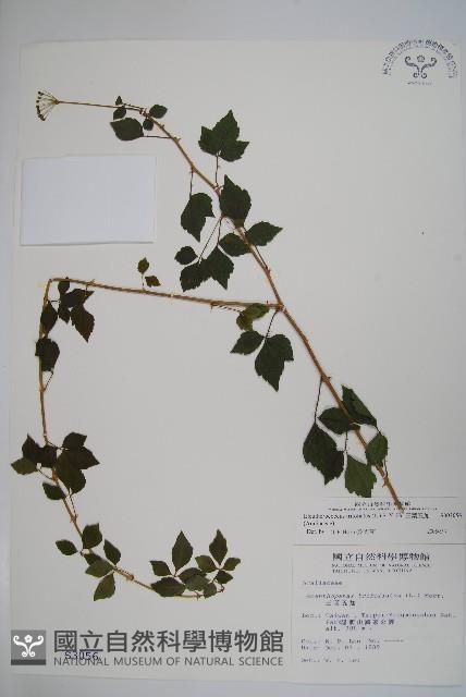 三葉五加藏品圖，第1張