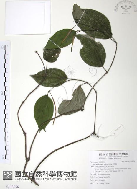 風藤藏品圖，第1張