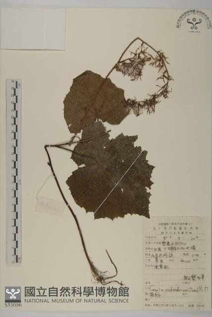 Accession Number:S053056 Collection Image, Figure 1, Total 2 Figures