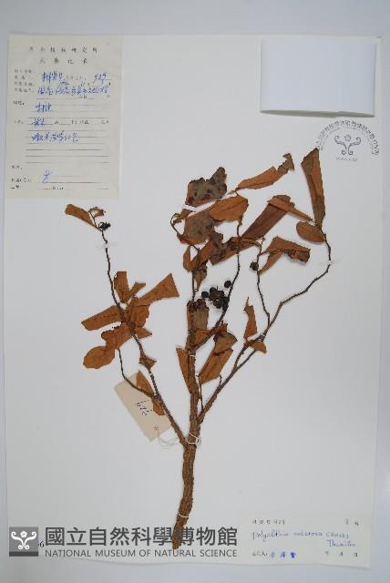 暗羅、雞爪樹藏品圖，第1張