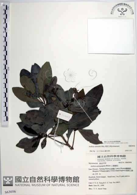 Siebold Ardisia Collection Image