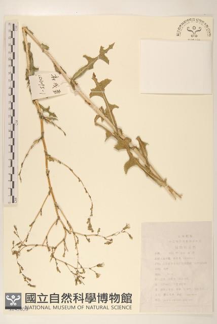 紫花山萵苣藏品圖，第1張