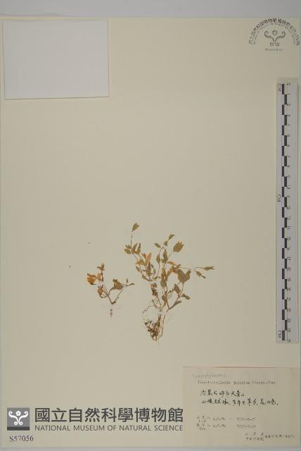 毛脈孩兒參藏品圖，第1張