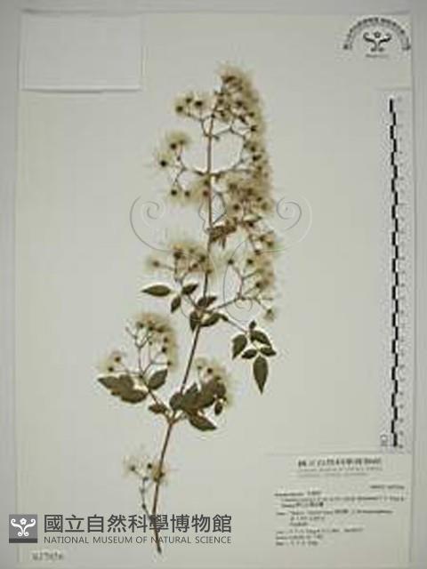 梨山小蓑衣藤藏品圖，第1張