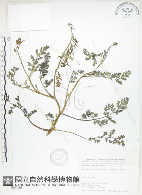 彎果黃菫藏品圖，第1張