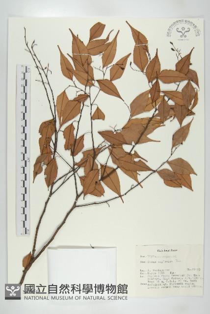 登錄號:S047056藏品圖，第1張