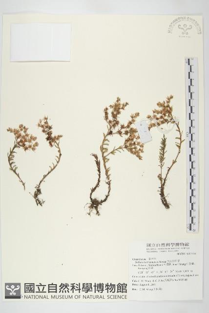 玉山佛甲草藏品圖，第1張