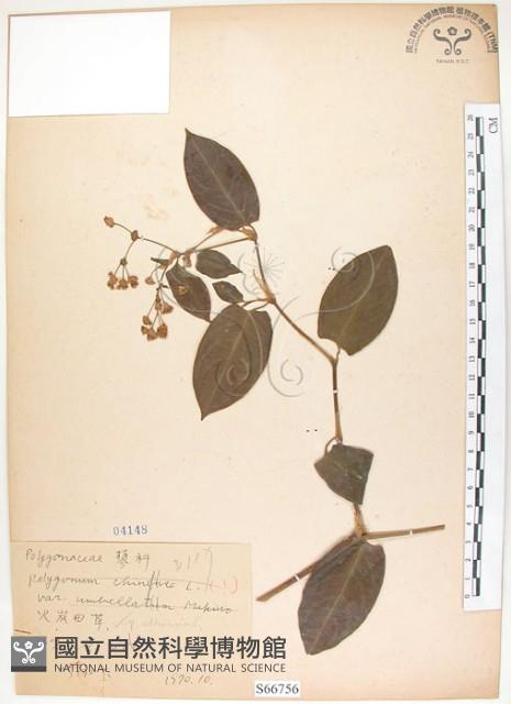 火炭母草、清飯藤藏品圖，第1張