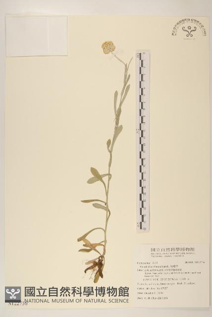 絲綿草藏品圖，第1張