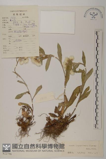 尼泊爾籟簫藏品圖，第1張