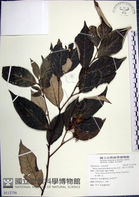 紅皮、葉下白、赤仔尾藏品圖，第1張