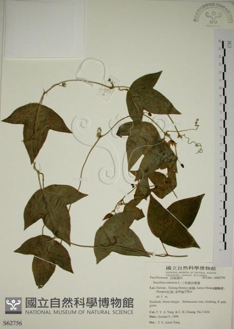 三角葉西番蓮藏品圖，第1張