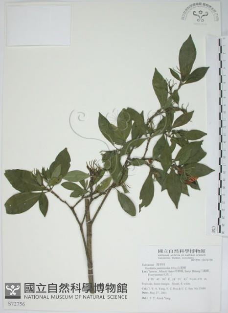 山黃梔藏品圖，第1張