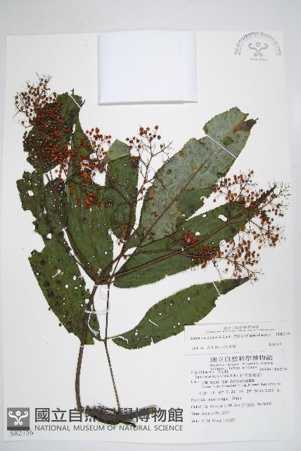 冇骨消藏品圖，第1張