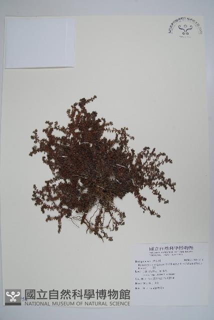 山豆根藏品圖，第1張