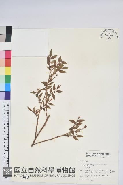 毛蕊花藏品圖，第1張