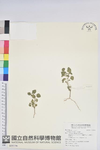 印度鐵莧藏品圖，第1張