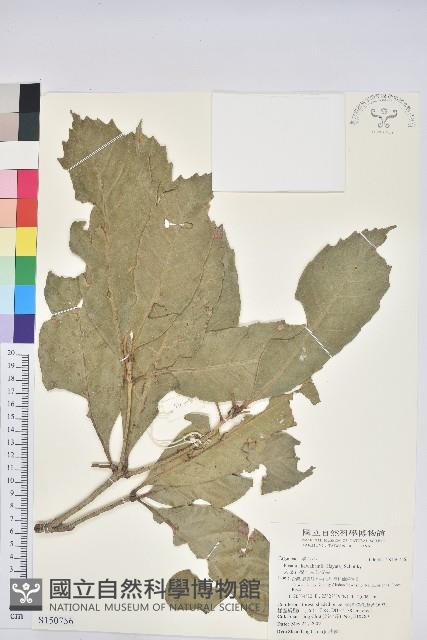 大葉石櫟、大葉校栗藏品圖，第1張