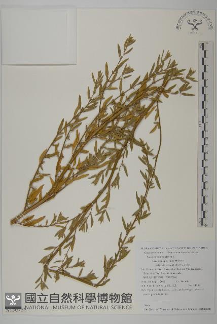 登錄號:S130756藏品圖，第1張