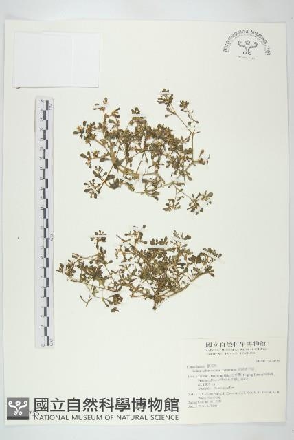 星果佛甲草藏品圖，第1張