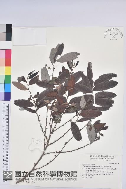 裡白饅頭果藏品圖，第1張