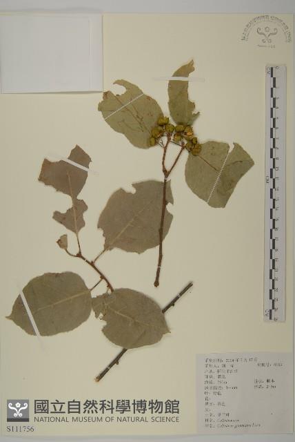 哥蘭葉藏品圖，第1張