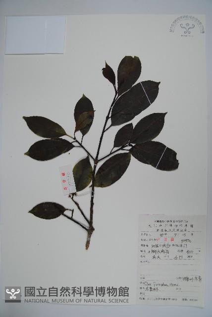 Accession Number:S051756 Collection Image, Figure 1, Total 2 Figures