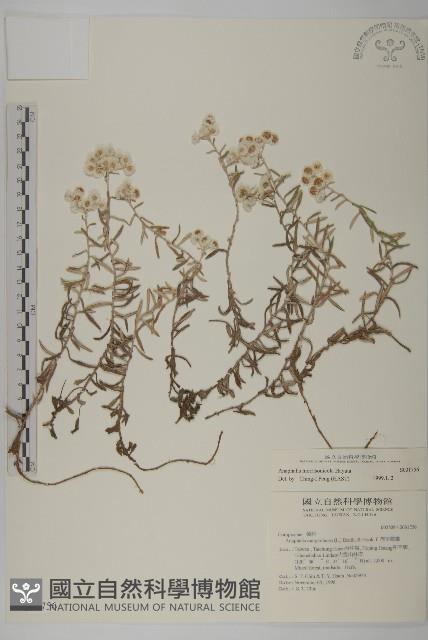 玉山抱莖籟簫藏品圖，第1張