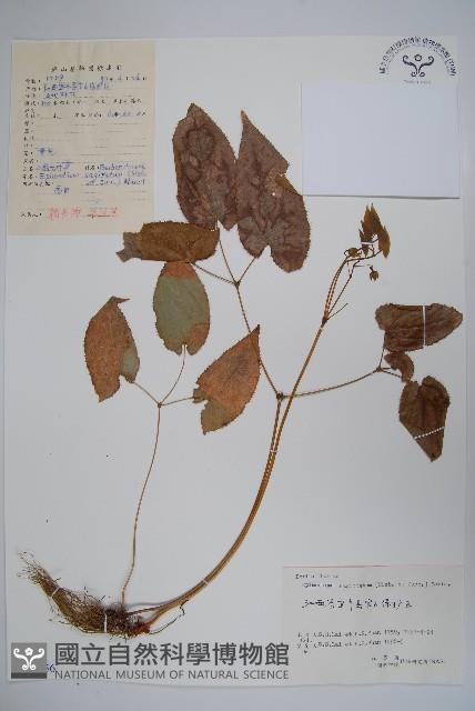 光葉淫羊藿藏品圖，第1張